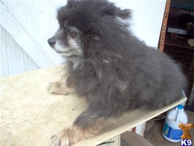 Pomeranian stud dog